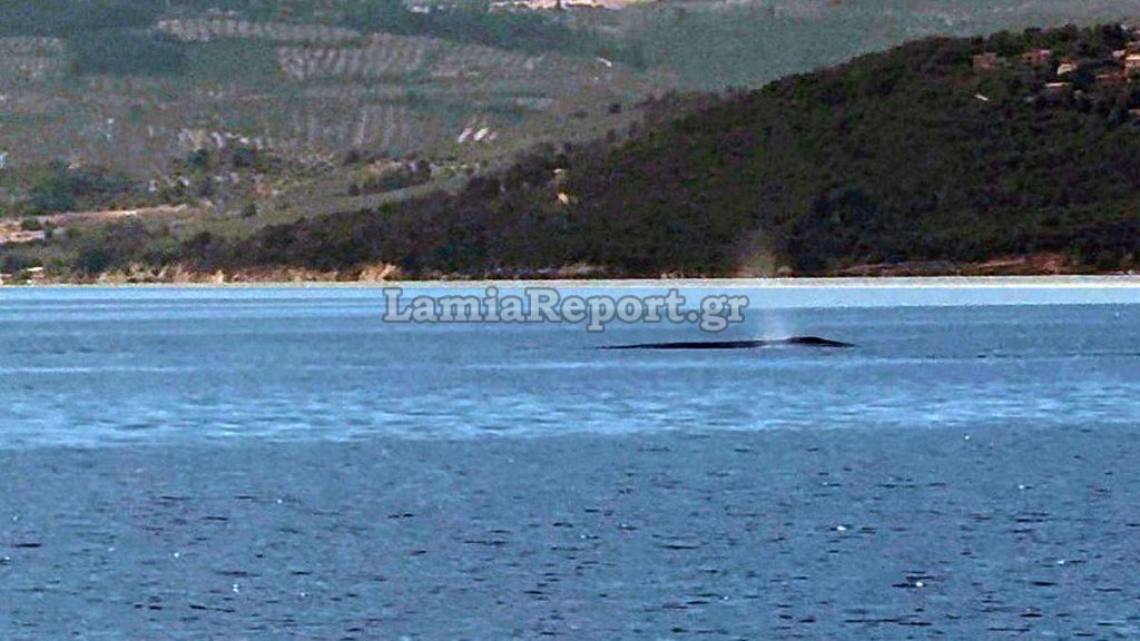 Ο «ΑΡΙΩΝ» επιβεβαίωσε την παρουσία φάλαινας στις θάλασσες μας