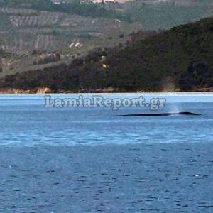 Ο «ΑΡΙΩΝ» επιβεβαίωσε την παρουσία φάλαινας στις θάλασσες μας