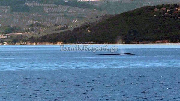 Φάλαινα εμφανίστηκε ανοιχτά του Θεολόγου στον Βόρειο Ευβοϊκό - Δείτε βίντεο