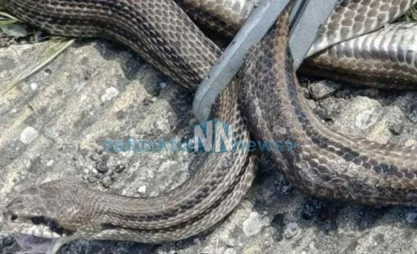Άνοιξα το καπό και είδα ένα τεράστιο φίδι, σάστισα, λέει η γυναίκα που βρήκε το ερπετό στο όχημά της