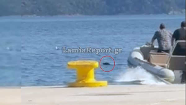 Φθιώτιδα: Επιχείρηση για τη διάσωση σκύλου στη Γλύφα (ΒΙΝΤΕΟ)