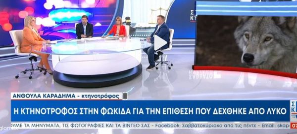 «Ήρθε κατευθείαν πάνω μου»: Η κτηνοτρόφος από τη Φωκίδα περιγράφει τη στιγμή που δέχθηκε επίθεση από λύκο