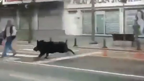 Αγριογούρουνο εισέβαλε σε πολυσύχναστο δρόμο της Τουρκίας και άρχισε να τρέχει τραυματίζοντας τρία άτομα - Δείτε βίντεο