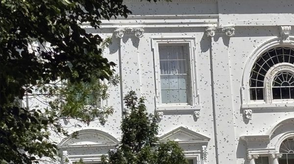 Σμήνος μελισσών κατέκλυσε τον Λευκό Οίκο, viral τα βίντεο από το σημείο
