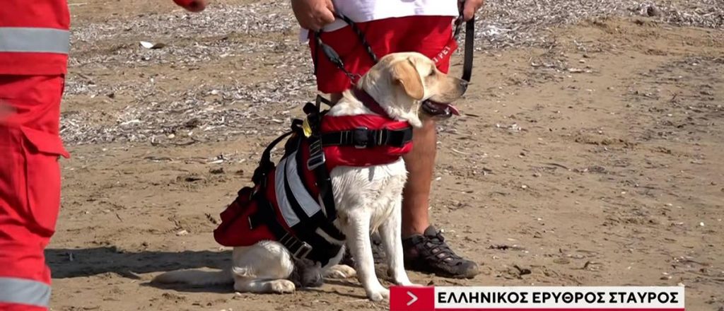 Γνωρίστε την Ήρα: Τον πρώτο σκύλο ναυαγοσώστη του Ερυθρού Σταυρού