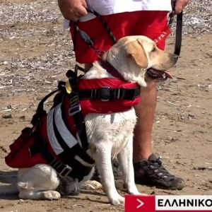 Γνωρίστε την Ήρα: Τον πρώτο σκύλο ναυαγοσώστη του Ερυθρού Σταυρού