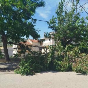 Κλωνάρι δέντρου έπεσε λόγω αέρα στον Συνοικισμό Ευρυτάνων