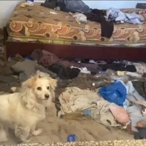 Βόλος: Σκυλί ζούσε κλειδωμένο μέσα σε σπίτι “χωματερή” -Οι “ένοικοι” ήταν καταπατητές (ΦΩΤΟ)