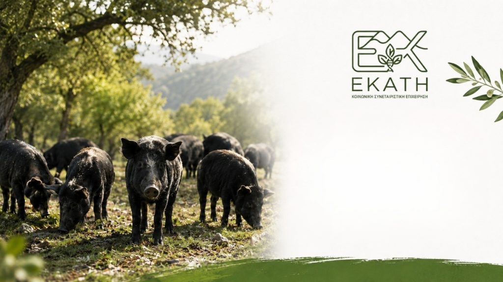 Εκπαιδευτικά σεμινάρια για τη γενετική βελτίωση του αυτόχθονου ελληνικού μαύρου χοίρου