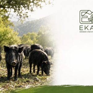 Εκπαιδευτικά σεμινάρια για τη γενετική βελτίωση του αυτόχθονου ελληνικού μαύρου χοίρου