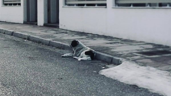 Λαμία: Επιθετικό αδέσποτο τρομοκρατεί μια ολόκληρη γειτονιά