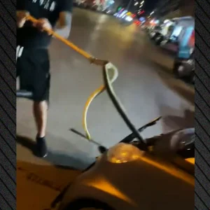 Θεσσαλονίκη: Φίδι ενός μέτρου φώλιασε μέσα σε μηχανή αυτοκινήτου, δείτε βίντεο