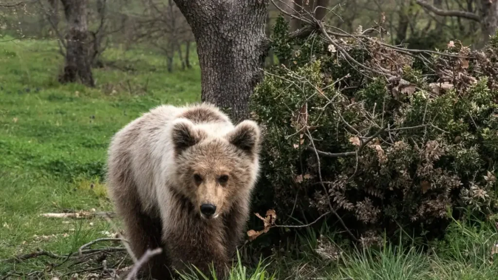 Κοζάνη: Νεκρό αρκουδάκι 2,5 ετών που το πυροβόλησαν στο κεφάλι