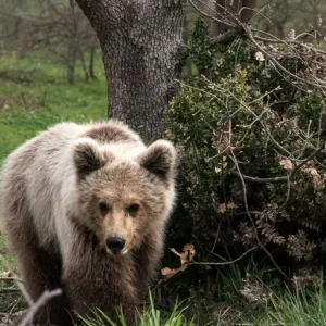 Κοζάνη: Νεκρό αρκουδάκι 2,5 ετών που το πυροβόλησαν στο κεφάλι