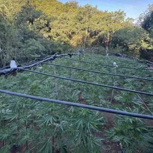 Αύριο απολογείται στον Ανακριτή Λαμίας ο 49χρονος Αλβανός που συνελήφθη στη χασισοφυτεία με τα 1.383 δενδρύλλια