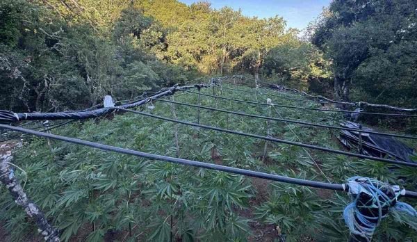Αύριο απολογείται στον Ανακριτή Λαμίας ο 49χρονος Αλβανός που συνελήφθη στη χασισοφυτεία με τα 1.383 δενδρύλλια