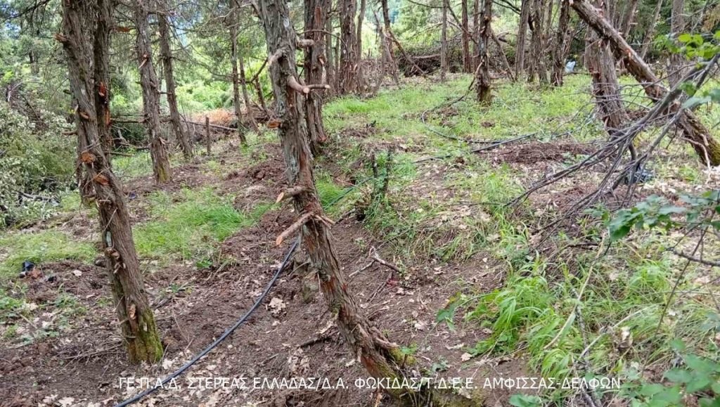 Νέα χασισοφυτεία σε βουνό της Στερεάς - Δείτε φωτογραφίες
