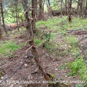 Νέα χασισοφυτεία σε βουνό της Στερεάς - Δείτε φωτογραφίες