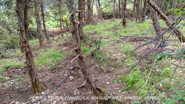 Νέα χασισοφυτεία σε βουνό της Στερεάς - Δείτε φωτογραφίες