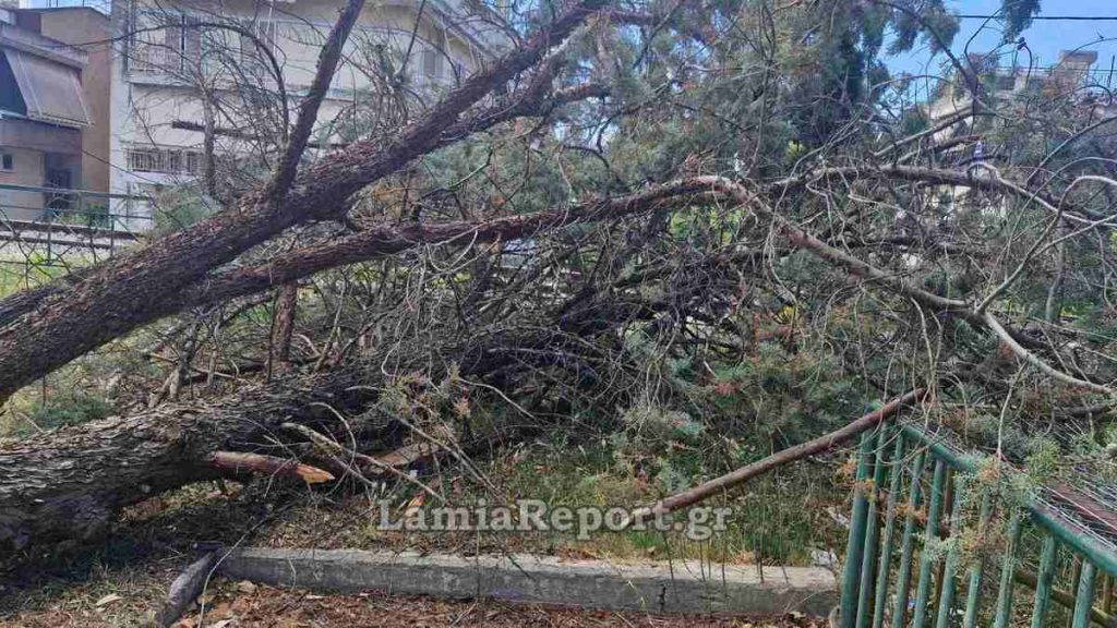 Λαμία: Μεγάλο δέντρο έπεσε δίπλα στις γραμμές - Επενέβη ο Δήμος (ΦΩΤΟ)
