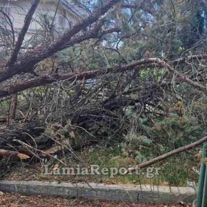 Λαμία: Μεγάλο δέντρο έπεσε δίπλα στις γραμμές - Επενέβη ο Δήμος (ΦΩΤΟ)