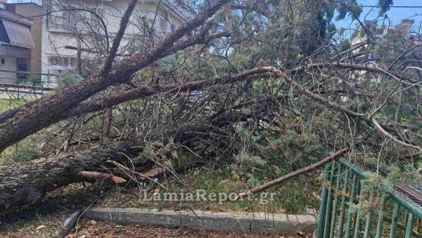 Λαμία: Μεγάλο δέντρο έπεσε δίπλα στις γραμμές - Επενέβη ο Δήμος (ΦΩΤΟ)