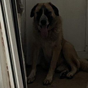 Βρέθηκε ο σκύλος της φωτογραφίας - Μήπως τον ψάχνετε;