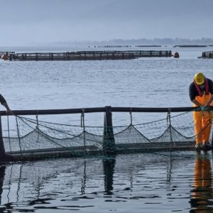 H εταιρεία Philosofish αναζητά εργάτη στη μονάδα εκτροφής στον Άγιο Σεραφείμ