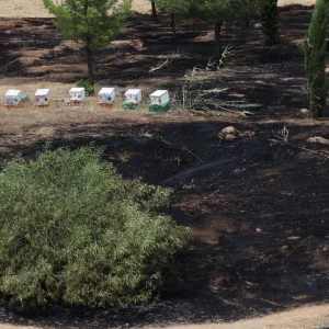 Συνελήφθη 45χρονος μελισσοκόμος για τη φωτιά στο Άλσος Βεΐκου - Του επιβλήθηκε πρόστιμο 3.557 ευρώ