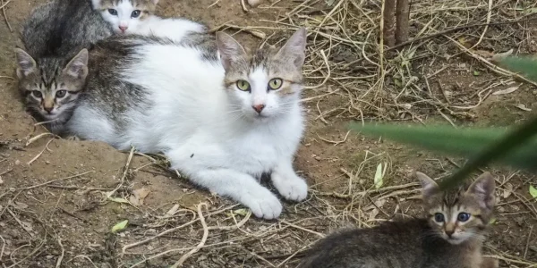 «Τόσα λεφτά δεν είχα σε όλη μου τη ζωή», λέει ο 55χρονος που εγκατέλειψε εννέα γατάκια στη Θεσσαλονίκη και του επιβλήθηκε πρόστιμο 270.000 ευρώ