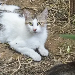 Θεσσαλονίκη: Πρόστιμα ύψους 270.300 ευρώ σε 55χρονο που εγκατέλειψε εννέα γατάκια σε οικόπεδο στην Καλαμαριά