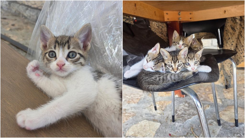 Χαρίζονται τα γατάκια της φωτογραφίας