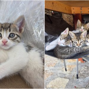 Χαρίζονται τα γατάκια της φωτογραφίας