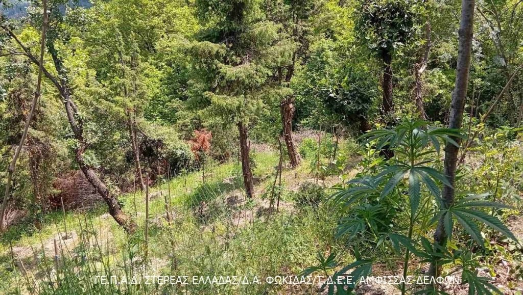 Συνεχίζουν να βρίσκουν φυτείες με κάνναβη στην Καλοσκοπή - Ακόμη 174 δενδρύλλια εκριζώθηκαν από τους αστυνομικούς