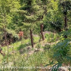 Συνεχίζουν να βρίσκουν φυτείες με κάνναβη στην Καλοσκοπή - Ακόμη 174 δενδρύλλια εκριζώθηκαν από τους αστυνομικούς