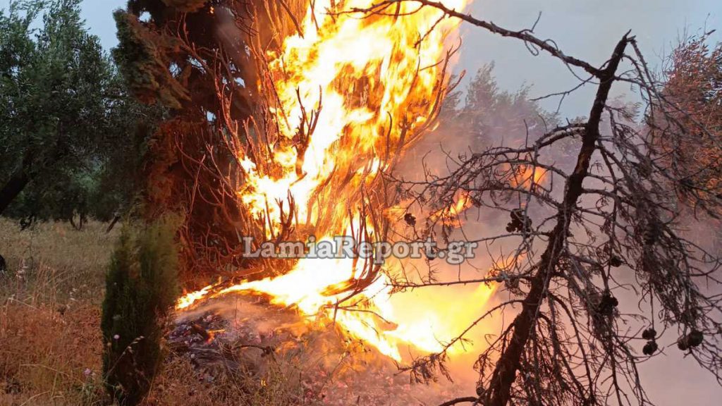 Φθιώτιδα: Κεραυνός έπεσε σε κυπαρίσσι στην είσοδο του Βαθυκοίλου (ΦΩΤΟ)
