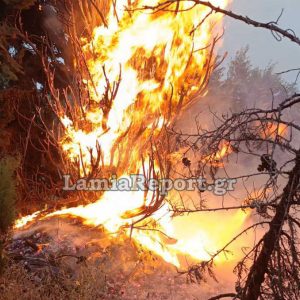 Φθιώτιδα: Κεραυνός έπεσε σε κυπαρίσσι στην είσοδο του Βαθυκοίλου (ΦΩΤΟ)