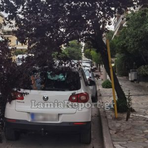 Λαμία: Θυελλώδεις άνεμοι έσπασαν δέντρα και δημιούργησαν προβλήματα