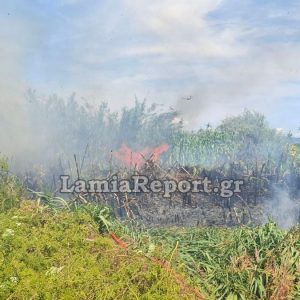 Πυρκαγιά σε υγρότοπο στην Εύβοια - Ισχυρές πυροσβεστικές δυνάμεις στο σημείο