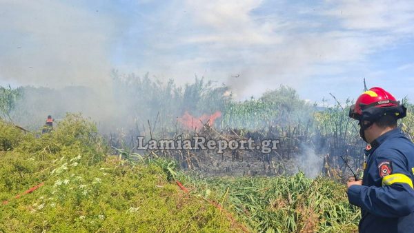 Πυρκαγιά σε υγρότοπο στην Εύβοια - Ισχυρές πυροσβεστικές δυνάμεις στο σημείο