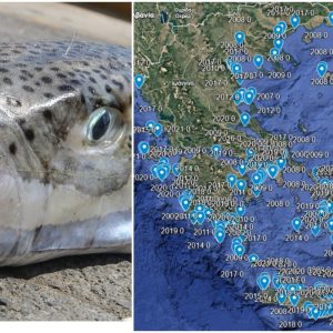 Η γεωγραφική εξάπλωση του λαγοκέφαλου σε έναν διαδραστικό χάρτη - Πώς ο τοξικός εισβολέας «κύκλωσε» την Κρήτη και το Αιγαίο μέσα σε δύο δεκαετίες
