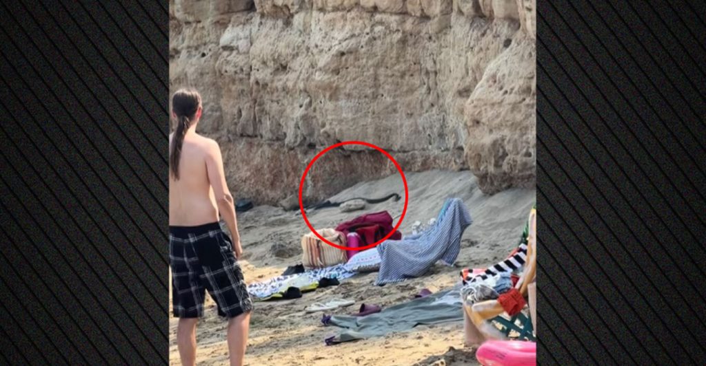 Φίδια τρόμαξαν τους λουόμενους στην παραλία του Πρωταρά (ΒΙΝΤΕΟ)