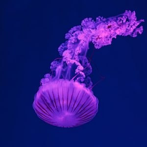 Ελληνικός Ερυθρός Σταυρός: 5 οδηγίες για αντιμετώπιση τσιμπήματος από μωβ μέδουσα