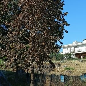 Ασυνείδητος ξέρανε πλάτανο σε συνοικία της Λαμίας