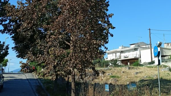 Ασυνείδητος ξέρανε πλάτανο σε συνοικία της Λαμίας