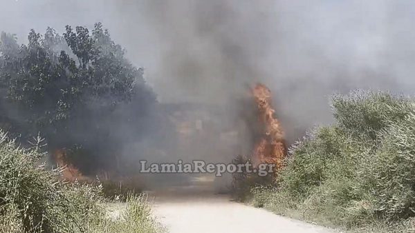 Πυρκαγιά στην είσοδο της Λυγαριάς Λαμίας - Μεγάλη κινητοποίηση της Πυροσβεστικής (ΒΙΝΤΕΟ-ΦΩΤΟ)
