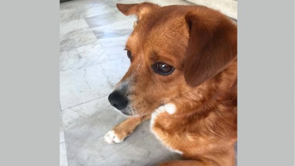 Μήπως αναζητάτε το σκυλάκι της φωτογραφίας;