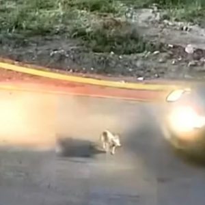 «Κατάλαβα ότι πάτησα τον σκύλο, αλλά φοβήθηκα και γι’ αυτό έφυγα», είπε στην αστυνομία η 60χρονη οδηγός