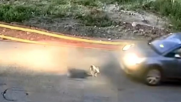 «Κατάλαβα ότι πάτησα τον σκύλο, αλλά φοβήθηκα και γι’ αυτό έφυγα», είπε στην αστυνομία η 60χρονη οδηγός - ΒΙΝΤΕΟ