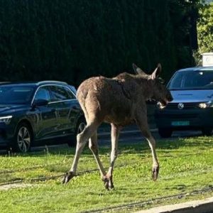 Σπάνιο περιστατικό στο Όσλο: Άλκη περιπλανήθηκε σε πολυσύχναστους δρόμους και θανατώθηκε